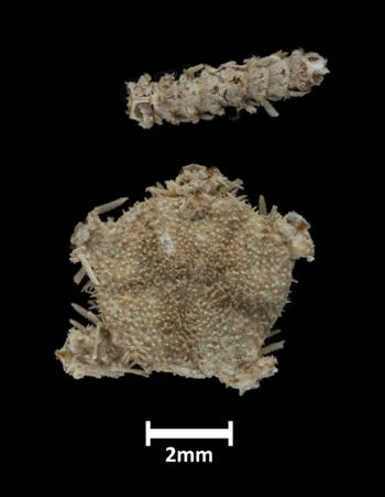 Media type: image;   Invertebrate Zoology OPH-1951 Description: Top down view of single ophiuroid specimen, disk and partial arm, with a scale bar.;  Aspect: dorsal